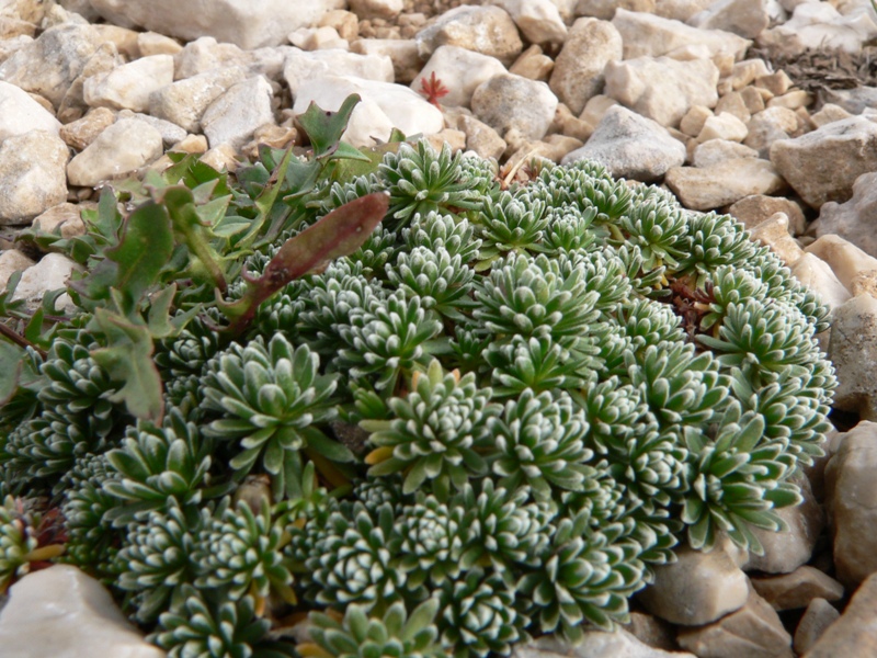 Androsace vitaliana  subsp. praetutiana / Vitaliana